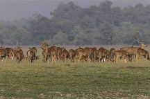 Herd of Spotted Deer Herd of Spotted Deer